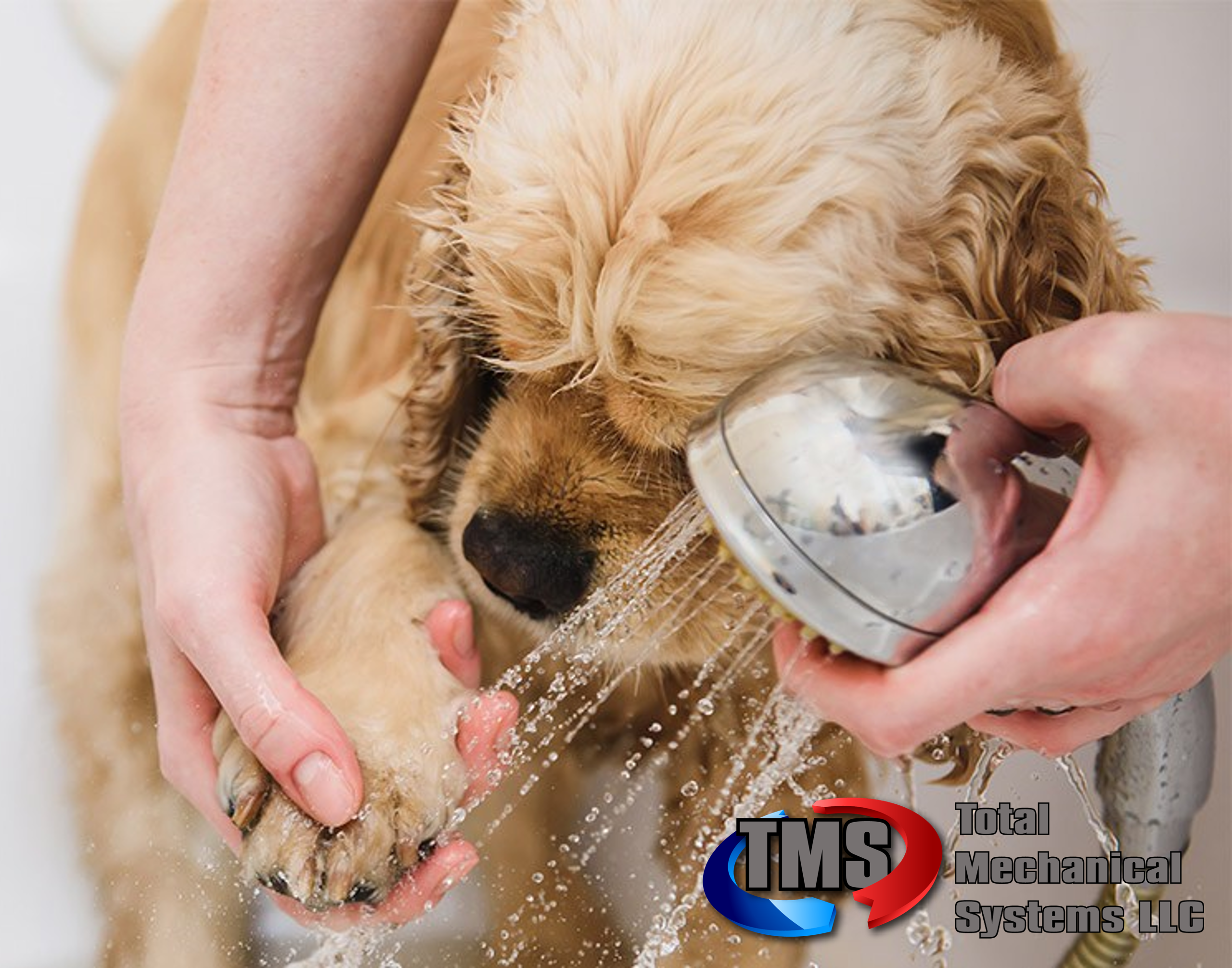 pets plumbing drains