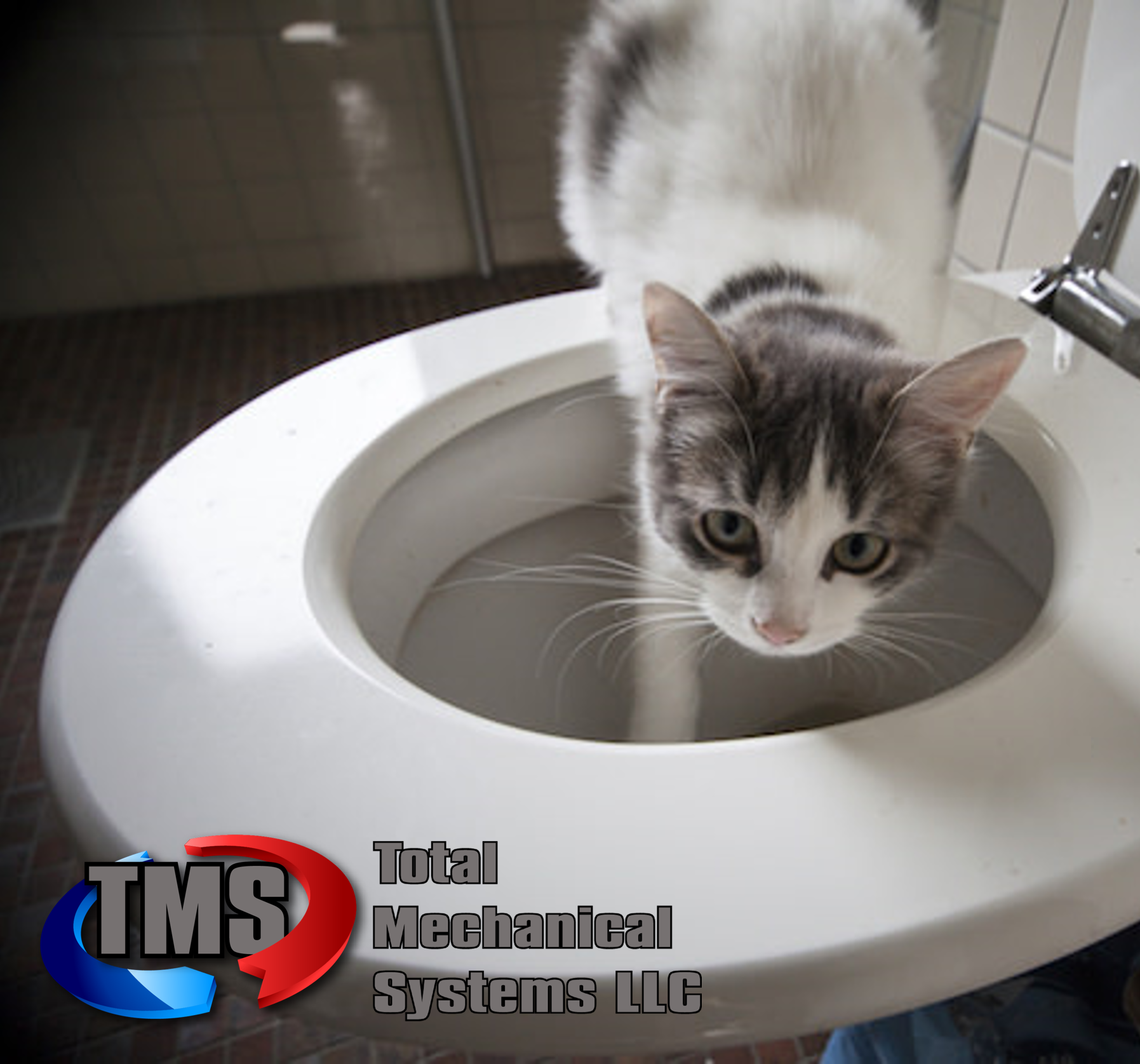 pets toilet plumbing